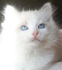Adorable chaton m&#226;le Ragdoll blue point bicolor