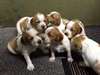 chiots Épagneul breton