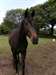 Tr&#232;s beau petit cheval noir - photo 1