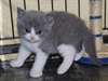 12 semaines chatons british shorthair pour adoptio