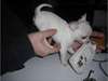 J'offre Chiot type chihuahua femelle