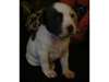 Staffordshire chiots bull terrier