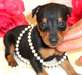 Chiots pinscher miniature