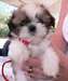 Chiots type shih tzu tricolore