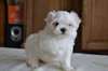 Chiots type Bichons Maltais