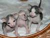 Chatons Sphynx Disponible Maintenant