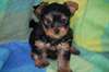donne chiots type yorkshire