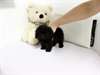 Beautiful Micro Minnie Black Poodle Available!