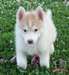 KC et bleu bienvenus yeux de chiots husky de Sibér