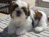 Magnifique femelle chiot Shih Tzu
