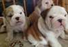 Bulldog anglais chiots à vendre