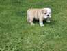 A.K.C Bulldog anglais chiots à vendre
