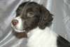 Pure race chiots Male & femelle Bretagne