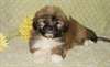 Pure race chiots Male & femelle Lhassa Apso