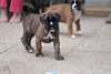 chiots type boxer