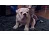 Chiots mâle et femelle bulldog anglais