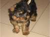 Chiot femelle type yorkshire à donner