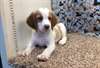 Top qualité Male & femelle Bretagne chiots