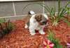 Top qualité Male & femelle Shih Tzu chiots