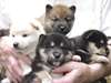 Adorable Chits shiba inu
