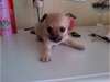 magnifiqie chiots de race chihuahua a poils long