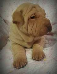 Pure race Male &amp; femelle chiots Shar-Pei chinois