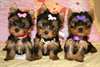 chiots yorkshire ou yorkie à donner