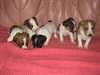 chiots jack russell à donner