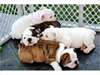 Chiots Bulldog Anglais