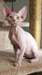 Deux chatons Sphynx propre Male &amp; femelle - photo 1