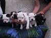 Jolie portée de 5 chiots de type Bouledogue França