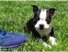 Chiots de type Boston terrier a donner de suite