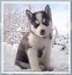 husky sibérien pour adoption