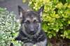 Adorable berger allemand femelle et male