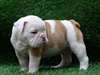 Uurgent a  doner Bouledogue Anglais