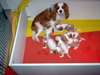 Chiots Cavalier King Charles - photo 1
