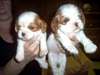 Chiots Cavalier King Charles - photo 2