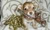 Chiots CHIHUAHUA