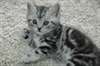 MAGNIFIQUES CHATONS BRITISH SHORTHAIR