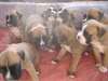 Magnifiques Chiots Type Boxers a donner