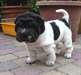 chiots Chinois Shar-Pei à vendre
