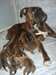 A reserver chiots boxers
