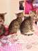 a donner chatons type bengale