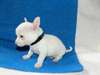 Chiens - A donner Adorable Chiots chihuahua de 3 m