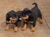 Adorable Chiots Rottweiler