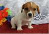 Mignione jack russell  a adopter. - photo 1