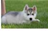 Disponible  maintenant Husky siberien  a donner