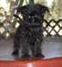 Chiots Affenpinscher à vendre