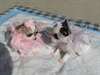 mini chihuahua pour adoption