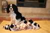 chiots Cavalier King Charles - photo 1